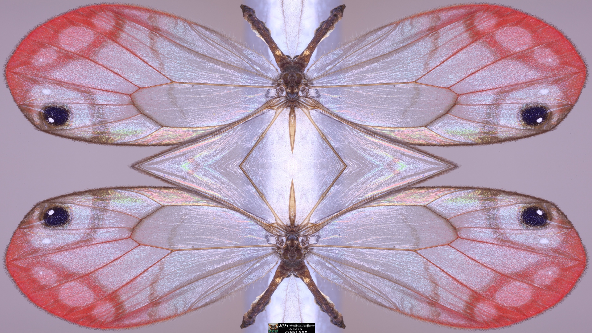Butterfly Scales Macro Stills quadroscopic image